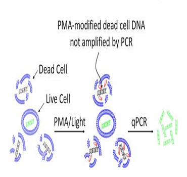 PMA LED光解儀的工作原理